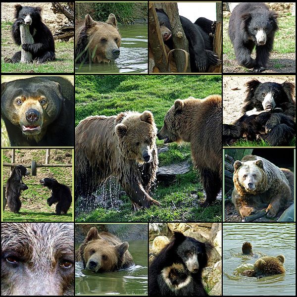 चित्र:Bear-1.jpg