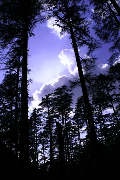 चित्र:Conifers-Dhanaulti-2.jpg