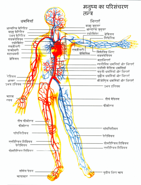 चित्र:Human-Circulatory-System-1.gif