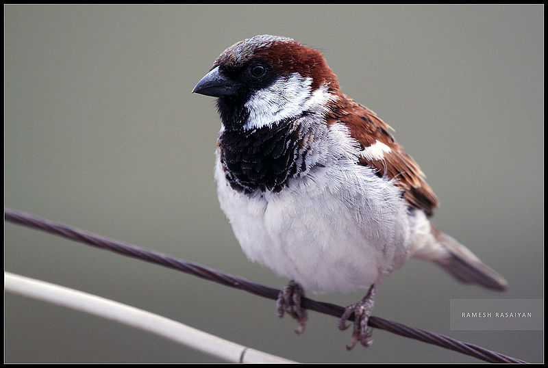 चित्र:House Sparrow-5.jpg