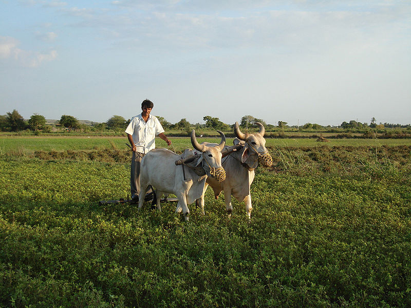 चित्र:Indian-Farmer-Ghungti-Village-Junagdh.jpg