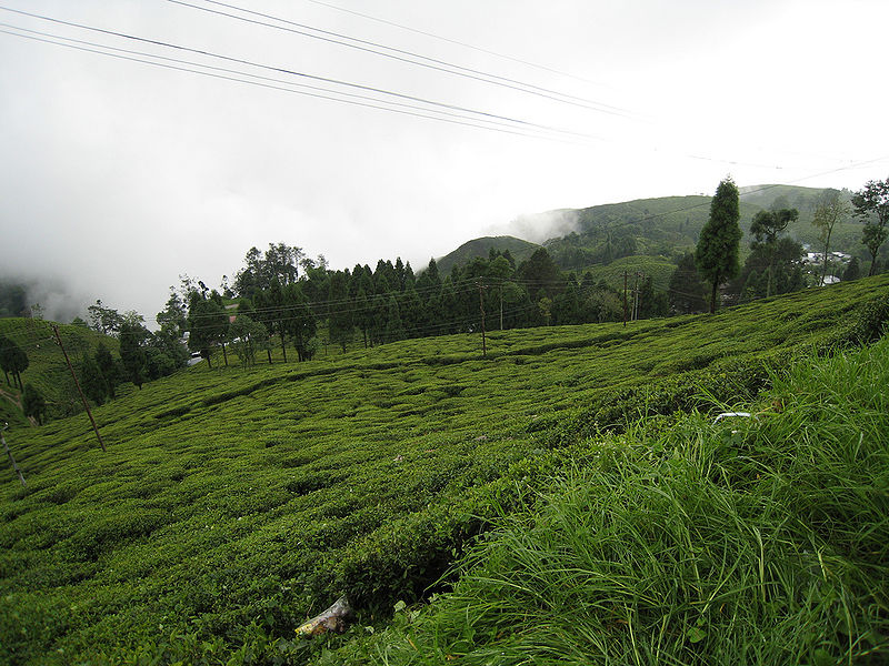 चित्र:Tea-Plantation-Darjeeling.jpg