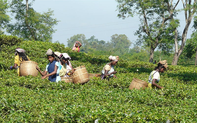 चित्र:View-Of-Assam.jpg