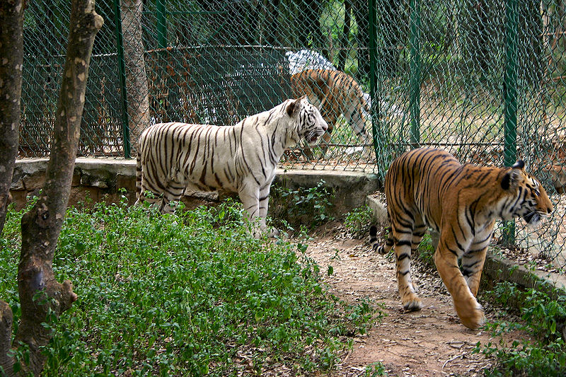 चित्र:Bannerghatta-National-Park.jpg