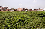 निधिवन, वृन्दावन Nidhivan, Vrindavan