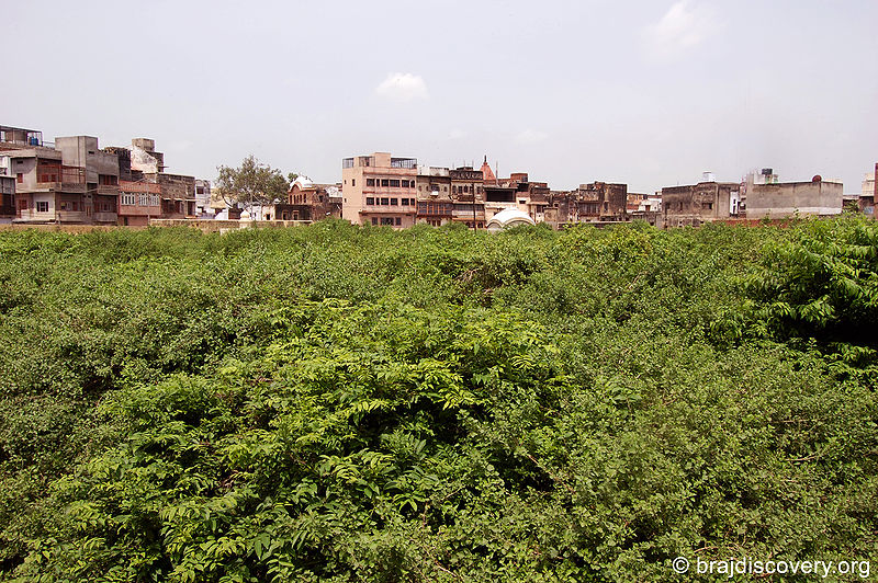 चित्र:Nidhivan-garden.jpg