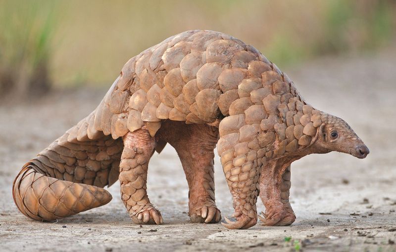 चित्र:Pangolin.jpg