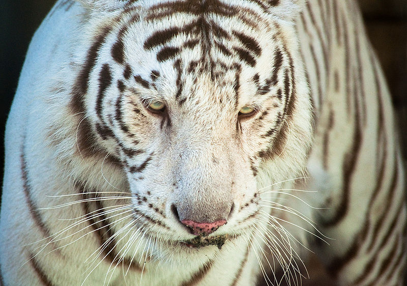 चित्र:White-Bengal-Tiger.jpg