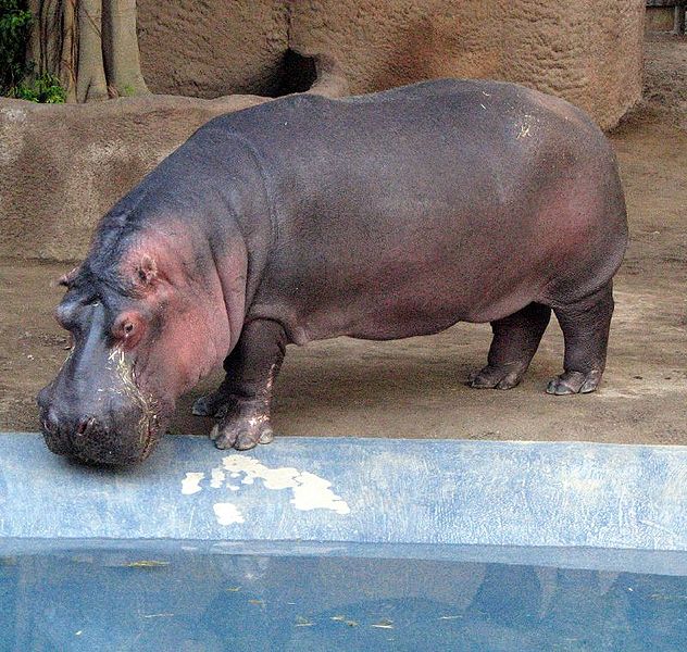 चित्र:Hippopotamus-2.jpg