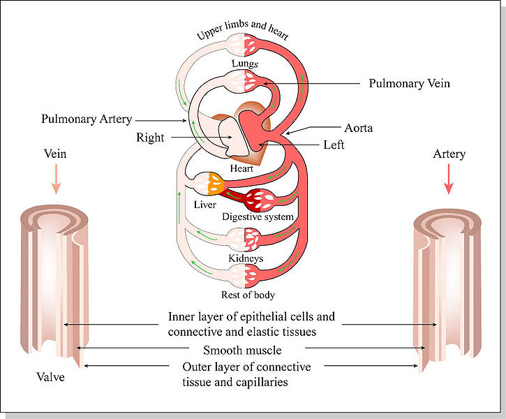 चित्र:Human-Circulatory-System.jpg