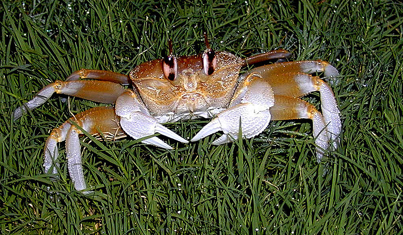 चित्र:Crab-2.jpg