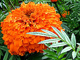 Marigold-2.jpg