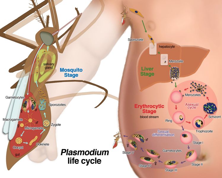 चित्र:Plasmodium-Life-Cycle.jpg