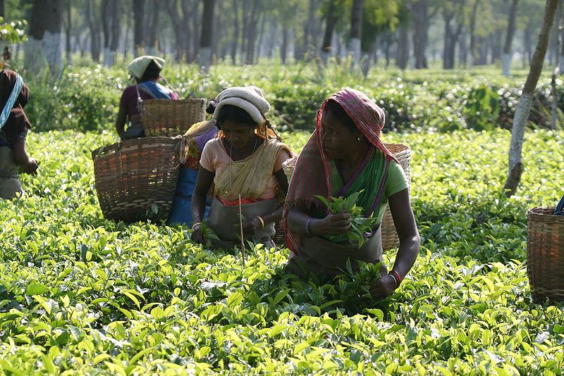 चित्र:Worker-Arunachal-Pradesh.jpg