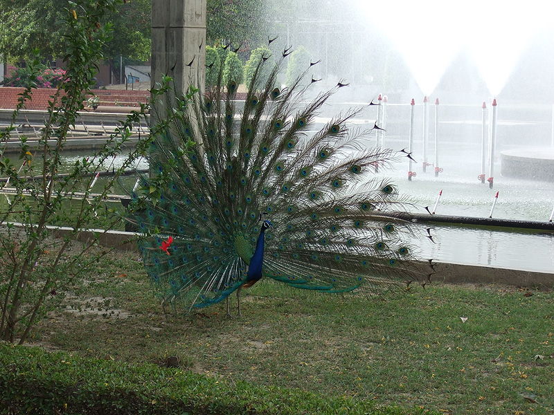 चित्र:Peacock-2.jpg
