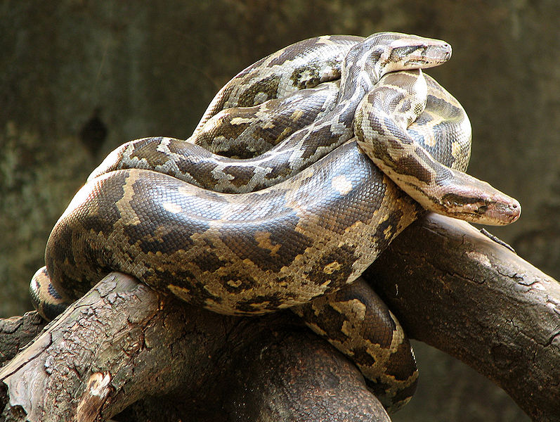 चित्र:Python-Snake.jpg