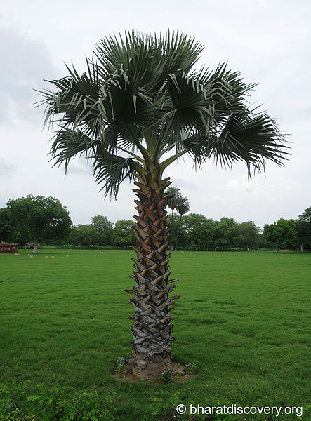 चित्र:Sikandra-Agra-10.jpg