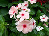 Catharanthus.jpg