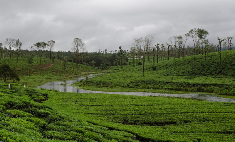 चित्र:Nelliyampathy-6.jpg