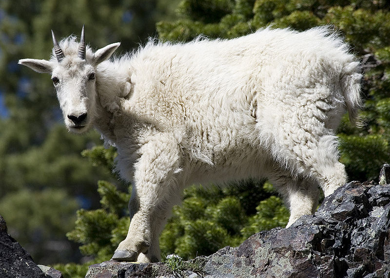 चित्र:Mountain-Goat.jpg