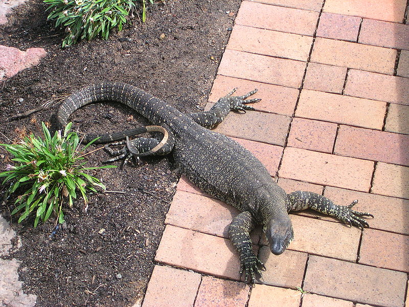 चित्र:Monitor-Lizard-1.jpg