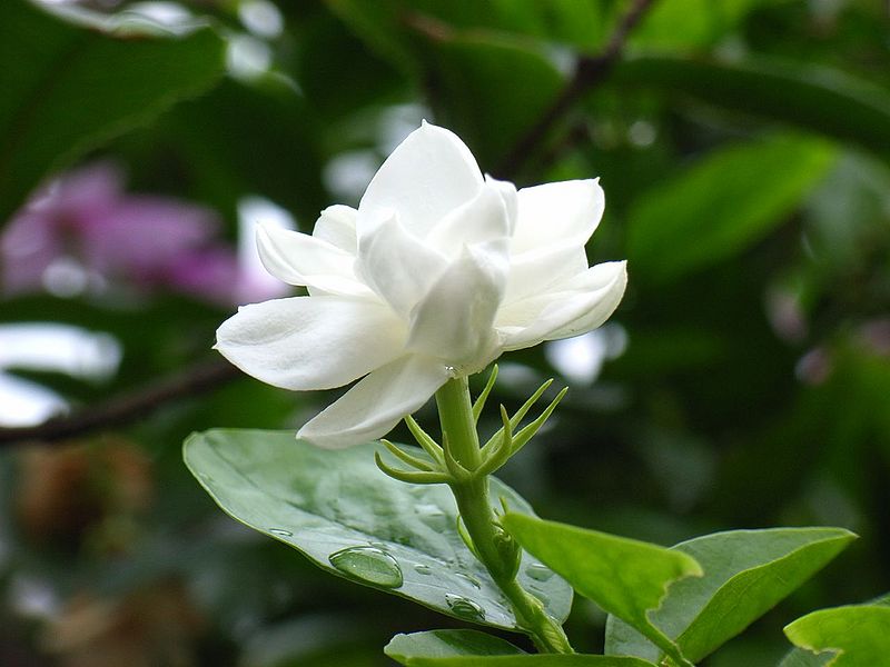 चित्र:Jasmine-Flower-2.jpg