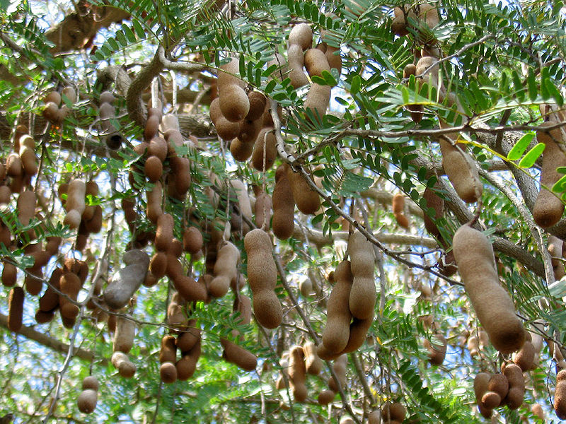 चित्र:Tamarind-tree.jpg