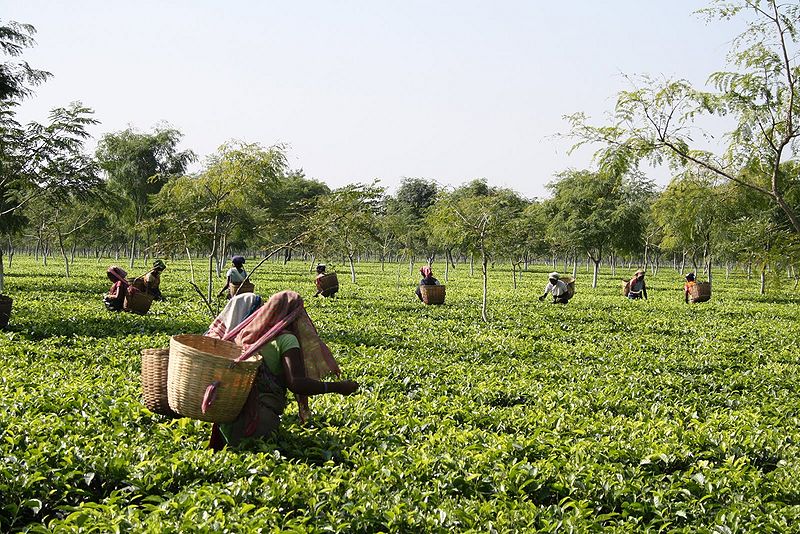 चित्र:Tea-Worker-Arunachal-Pradesh.jpg