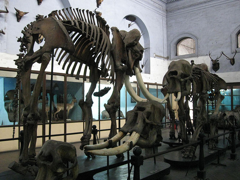 चित्र:Kolkata-Museum-3.jpg