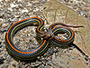 Kukri-Snake.jpg