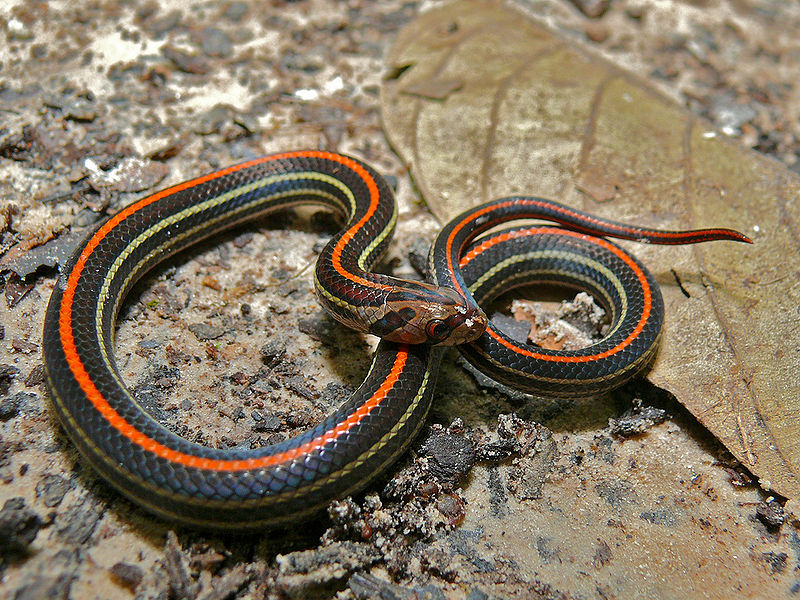 चित्र:Kukri-Snake.jpg
