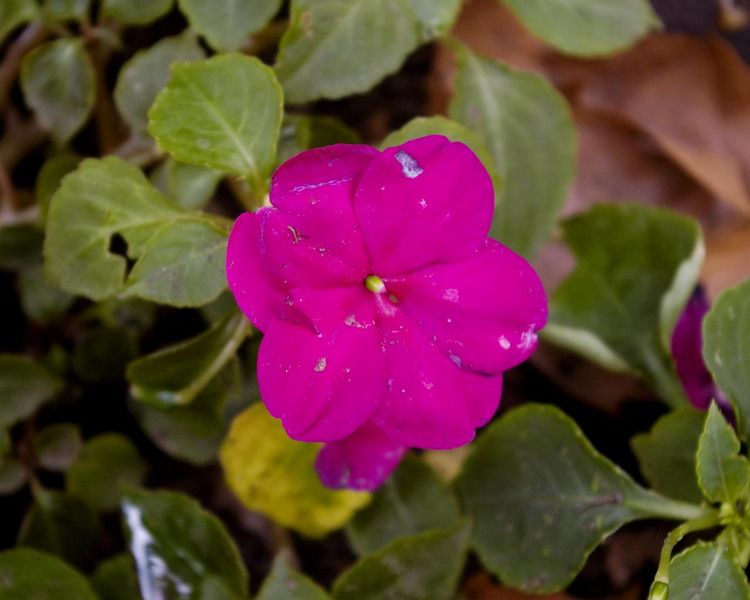 चित्र:Magenta-Flower.jpg