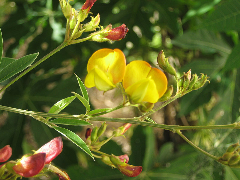 चित्र:Pigeon-Pea-3.jpg