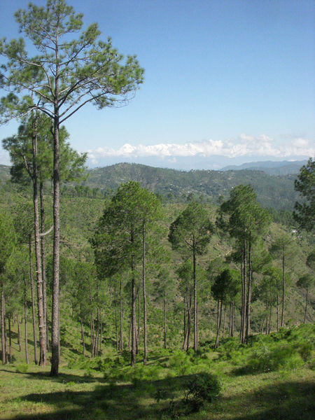चित्र:Almora-10.jpg