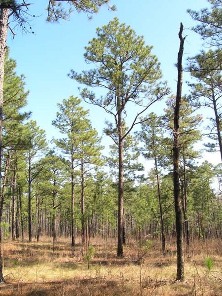 चित्र:Pinus-Palustris.jpg