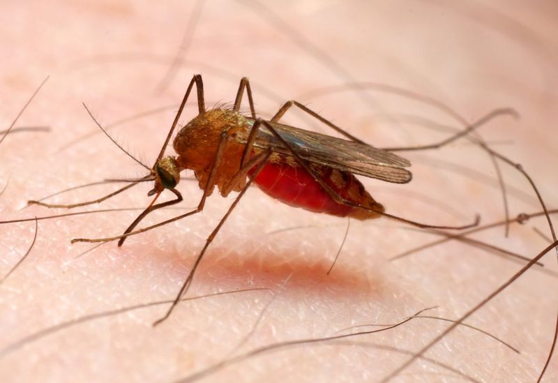 चित्र:Anopheles-Mosquito.jpg