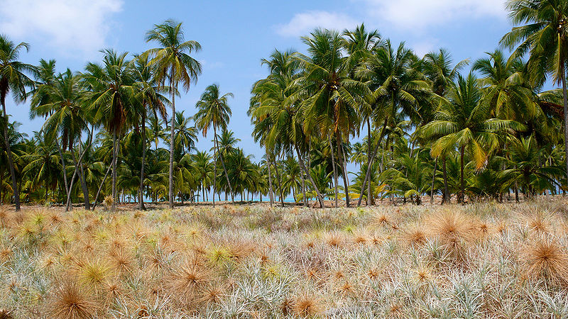 चित्र:A-View-Of-Lakshadweep.jpg