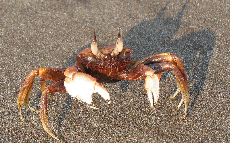 चित्र:Crab.jpg