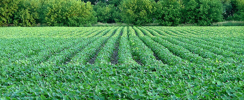चित्र:Soybean-Field.jpg