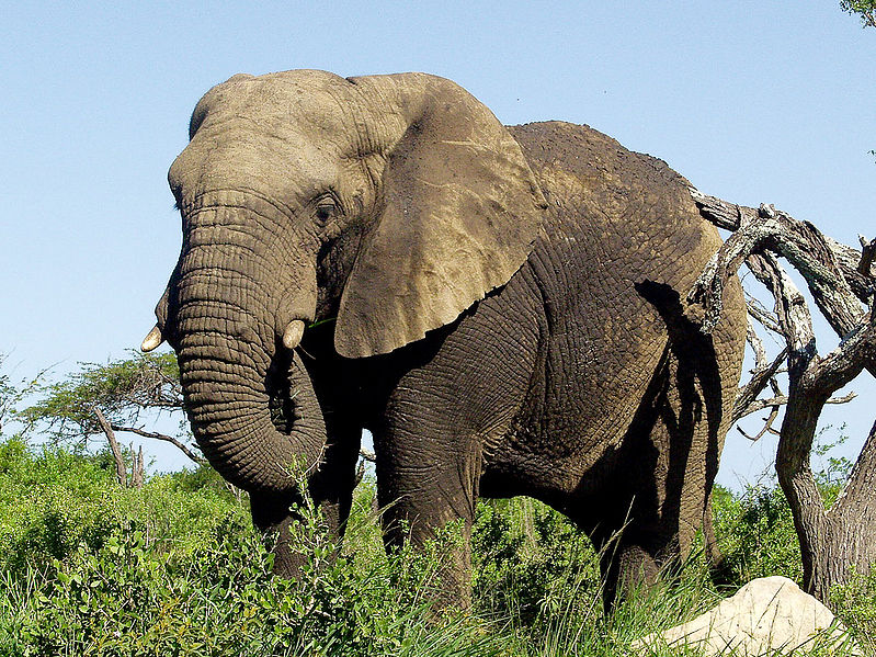 चित्र:African-Elephant.jpg