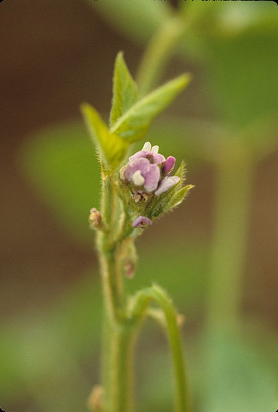 चित्र:Soybean-Flower.jpg