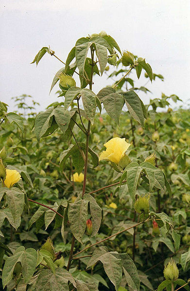 चित्र:Cotton-Flower.jpg