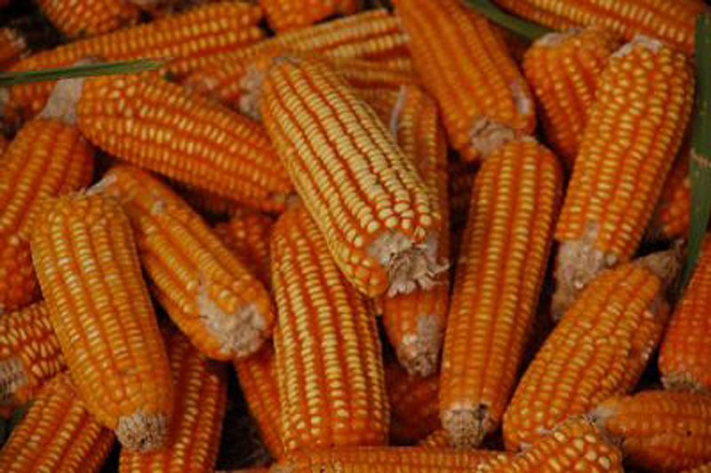 चित्र:Maize.jpg