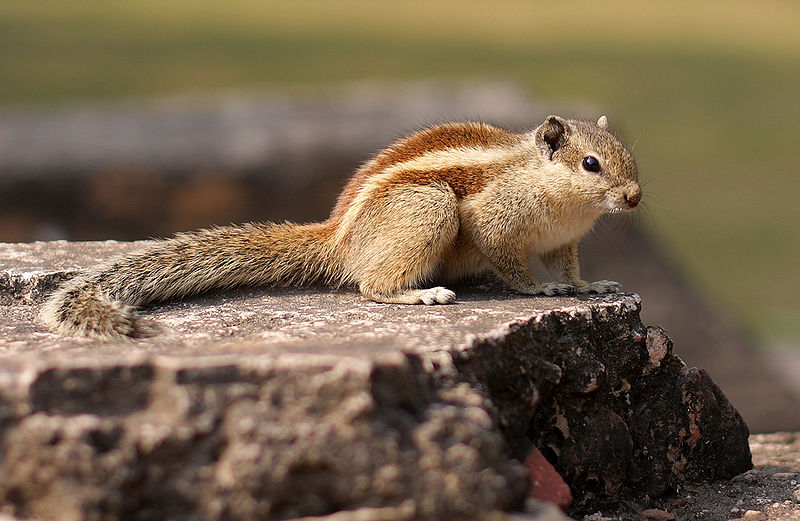 चित्र:Squirrel-5.jpg