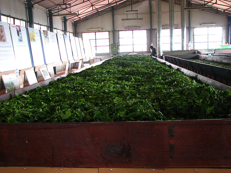 चित्र:Tea-Factory-3.jpg
