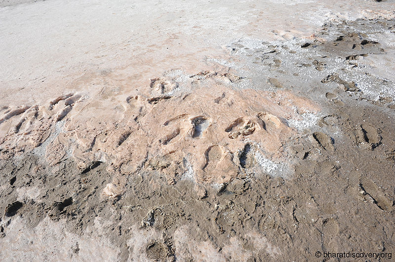 चित्र:Rann-Of-Kachchh-5.jpg