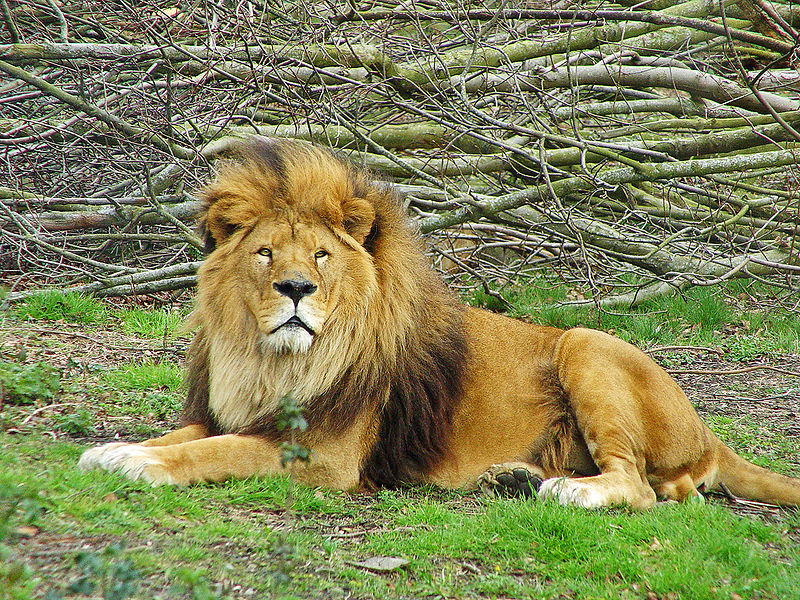 चित्र:Lion.jpg