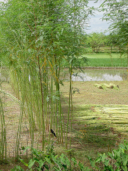 चित्र:Jute-Trees.jpg