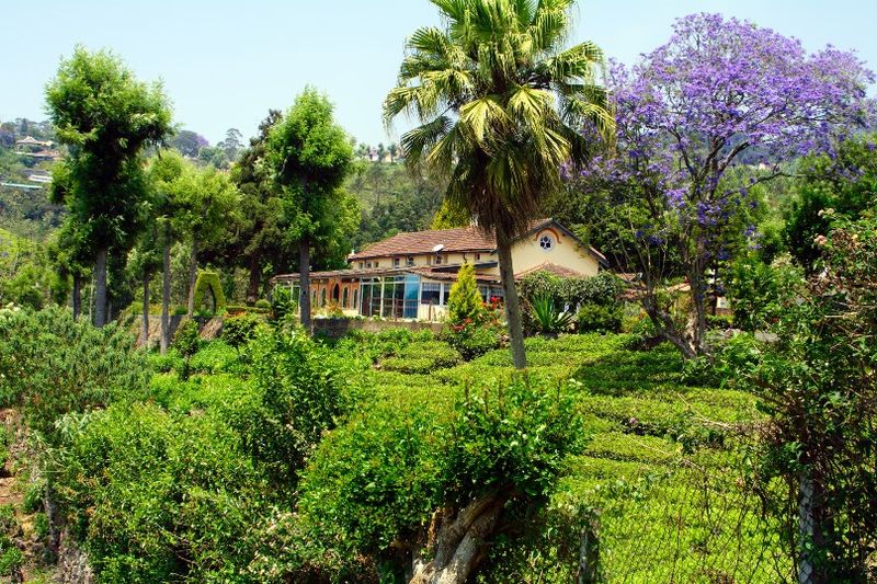 चित्र:Coonoor-9.jpg