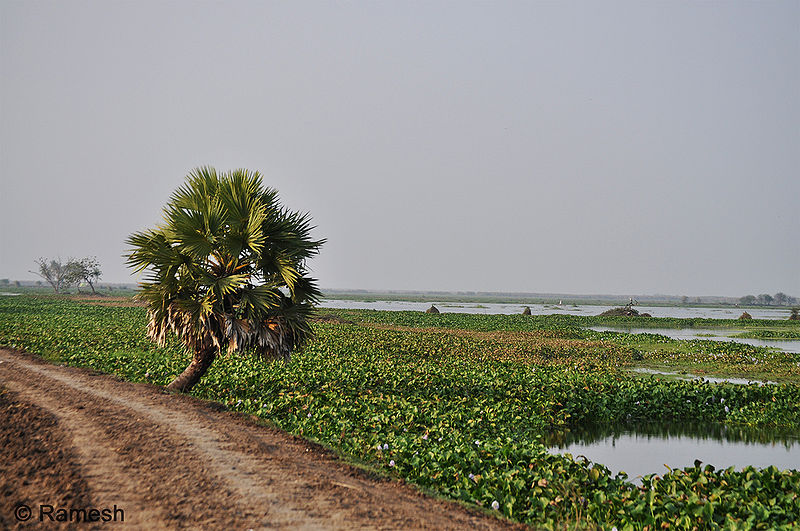 चित्र:Kolleru-Lake.jpg